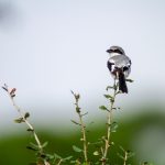 大满贯28下载安装详细步骤与注意事项分享 17ojja11pb