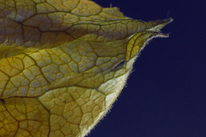 大江体育app：全面提升你的运动体验与健康管理