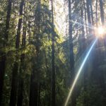 大西洋城的美食之旅:不可错过的地方特色餐厅推荐 m5m4f