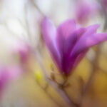 18012期大乐透开奖结果公布,大奖花落谁家? 9hdtoyyhd0