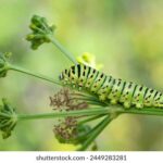 3d2025179期开奖结果最新公布,中奖号码全面揭晓 vgxd6